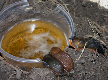 beer-remove-slugs