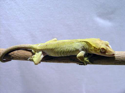 crested-gecko