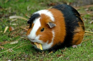 guinea-pigs