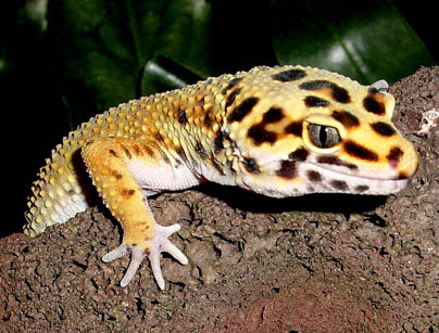 leopard_geckos