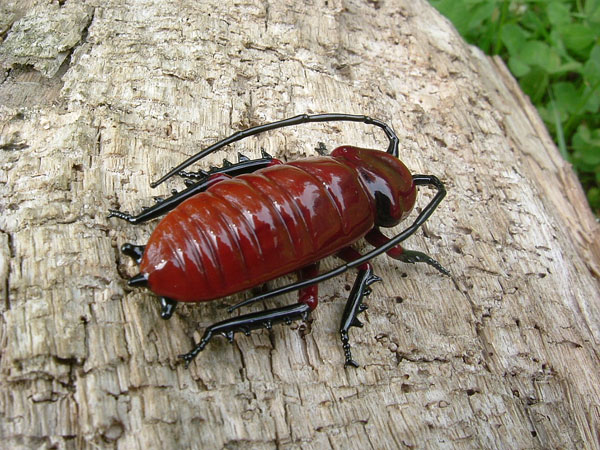 madagascar-cockroaches
