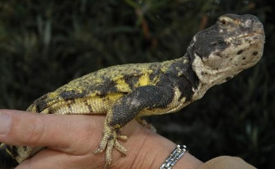 uromastyx-lizard