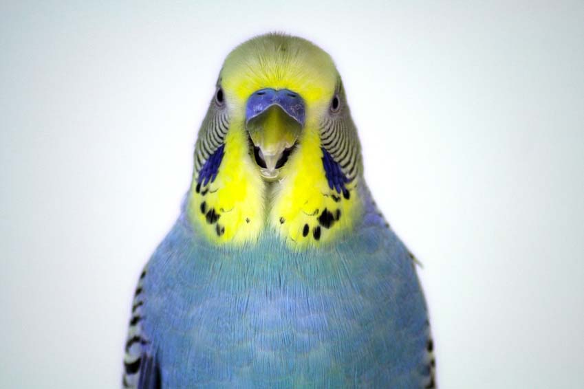 parakeet closeup