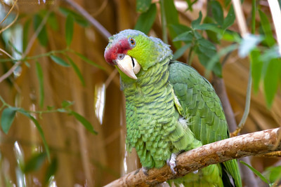 Green-Cheeked Parrot