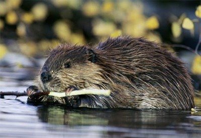 Beaver Ass