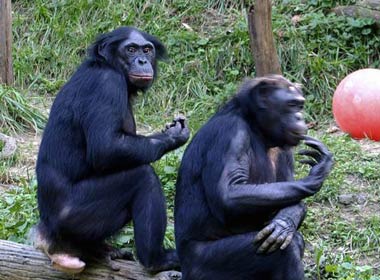 Bonobo chimps