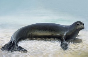 Caribbean Monk Seal