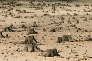 Deforestation