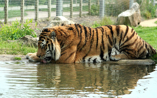 Javan Tigers