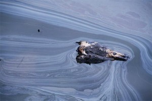 Oil Spills