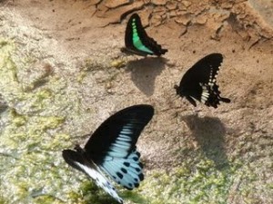 Vanishing Species