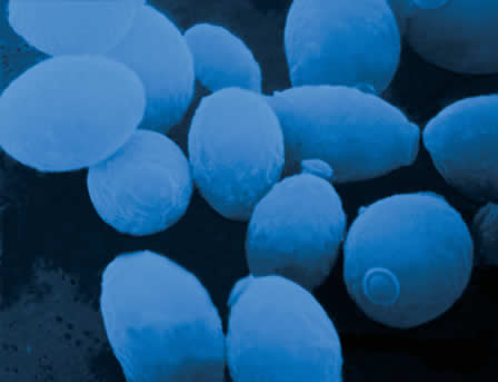 Saccharomyces Cerevisiae