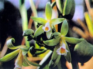 vanilla