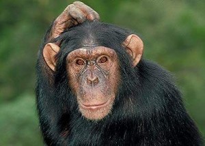 Chimps and Monkeys