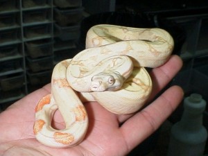 Constrictors