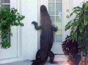 Crocodiles and Alligators