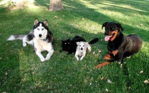 Dogs