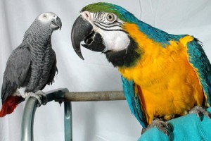 Parrots
