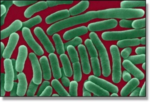 Salmonella