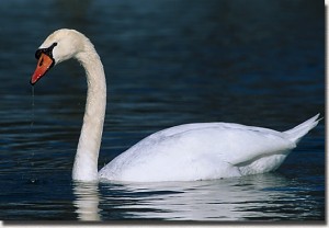 Swan