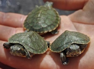 15nw.turtle
