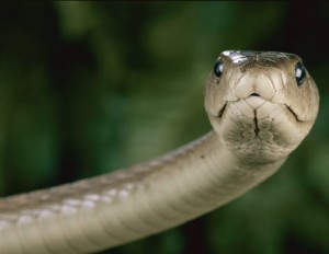 Venomous Snakes