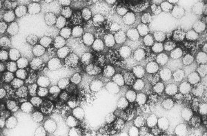 Yellow Fever Viruses