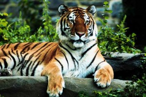 big cats pets