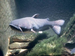 catfish