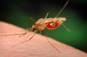 malaria_mosquito