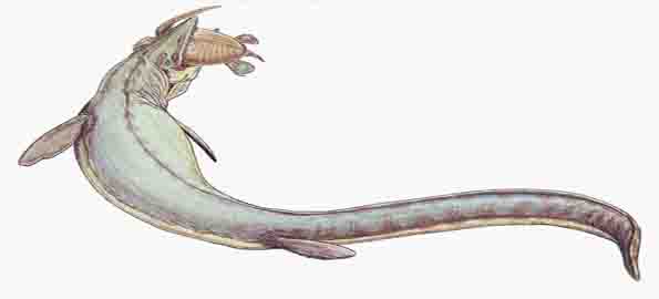 Mosasaurus (1764)
