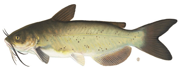 Pond-Catfish
