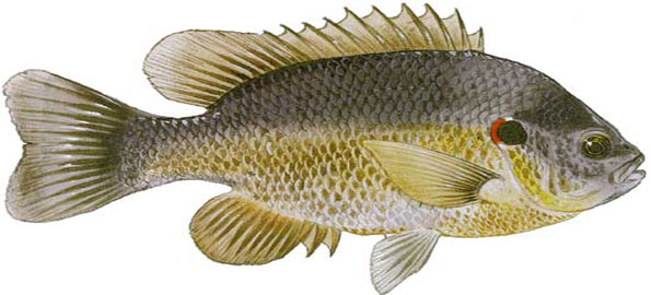Redear-Sunfish