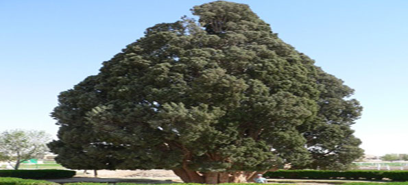 Sarv-e-Abarqu,-Cypress,-400