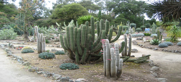 Arizona-Cactus-Garden
