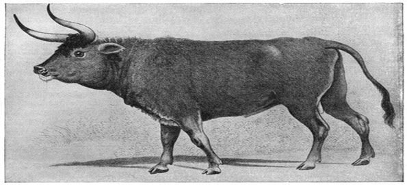 Aurochs_-Large-Cattle