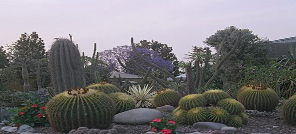 Cactus-Garden,-Chandigarh