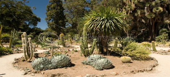 The-Stanford-Cactus-Garden
