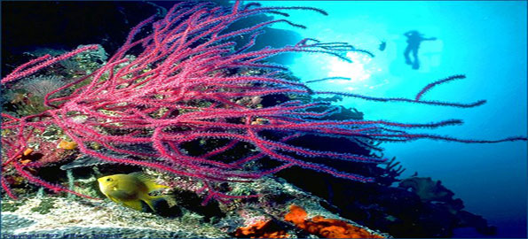 Tubbataha-Reef,-Philippines