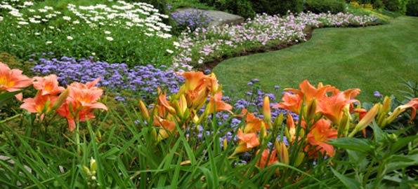 Top 10 Flowers for Every Season