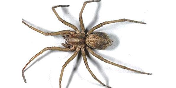 What are the most dangerous types of spiders?