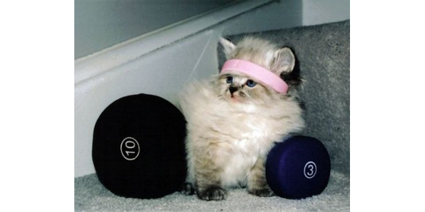 Cat fitness program