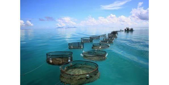 Fish farms