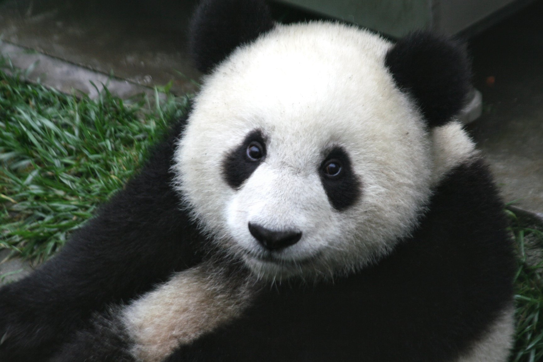 endangered panda