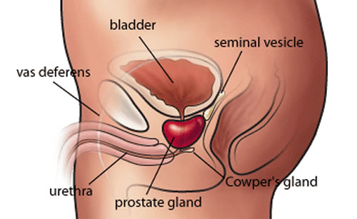 prostate protection