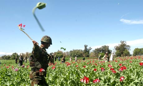 Afghanistan Opium Trade