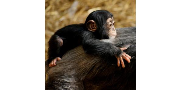 Baby chimpanzees
