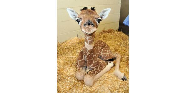 Baby giraffes