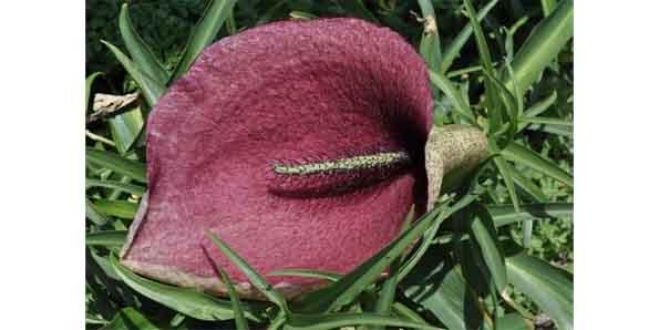 Dead Horse Arum Lily