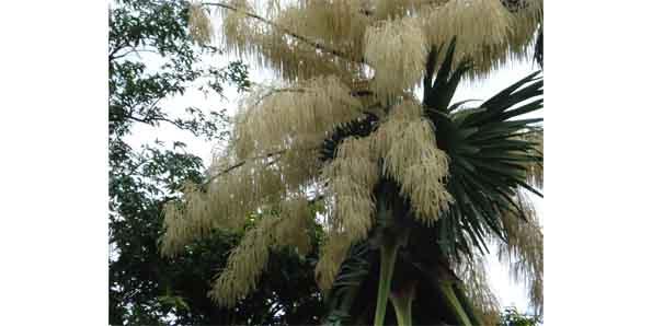 Talipot Palm